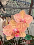 Hoa Lan