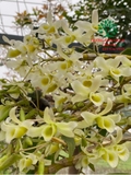 Hoa Lan