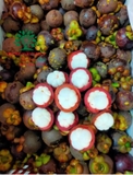 CÂY MĂNG CỤT