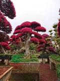 Cây Hồng Phụng