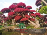 Cây Hồng Phụng