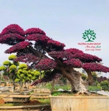 Cây Hồng Phụng