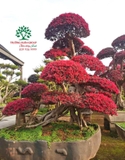 Cây Hồng Phụng