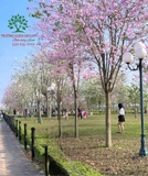 Hoa Ban
