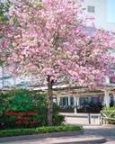 Hoa Ban
