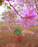 Hoa Ban