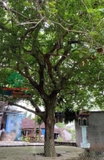 Cây Bồ Quân
