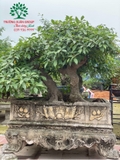 Bonsai 81