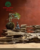 Bonsai 74
