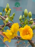 CÂY HOA  MAI VÀNG