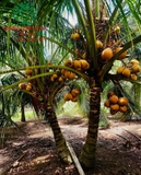 CÂY DỪA