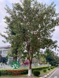 Cây Bồ Đề