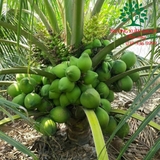 CÂY DỪA