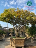 CÂY HOA MẪU ĐƠN TA (TRUYỀN THỐNG)