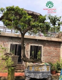 Cây Hồng Xiêm