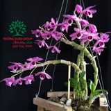 Hoa Lan
