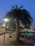 CÂY CHÀ LÀ