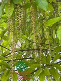 Cây Lộc Vừng