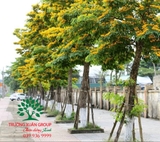 Cây Giáng Hương