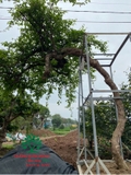 Hoa Giấy