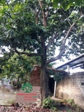 Cây Trứng Gà