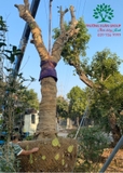Thi công thực tế 92