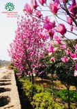 HOA MỘC LAN