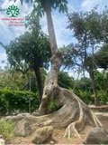 CÂY VẢ