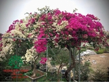 Hoa Giấy