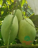 Cây Xoài