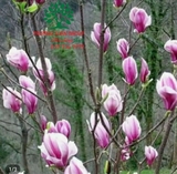 HOA MỘC LAN