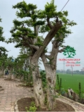 CÂY DUỐI