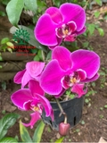 Hoa Lan