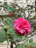 HOA HỒNG