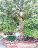 Cây Hoa Nguyệt Quế