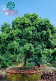 Cây Hoa Nguyệt Quế