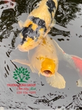 Hồ cá Koi 35