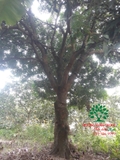 Cây Nhãn