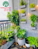 Vườn trên tường 3