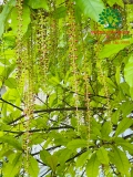 Cây Lộc Vừng