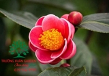 CÂY HOA HẢI ĐƯỜNG