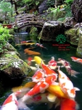 Hồ cá Koi 45