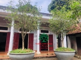 CÂY HOA MỘC HƯƠNG