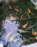 Hồ cá Koi 50