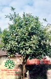 CÂY HOA HẢI ĐƯỜNG