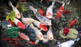 HỒ CÁ KOI 41