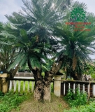 CÂY THIÊN TUẾ