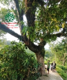 CÂY VỐI