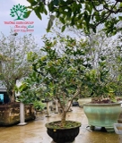 CÂY HOA MỘC HƯƠNG