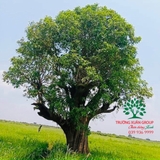 Cây Lộc Vừng